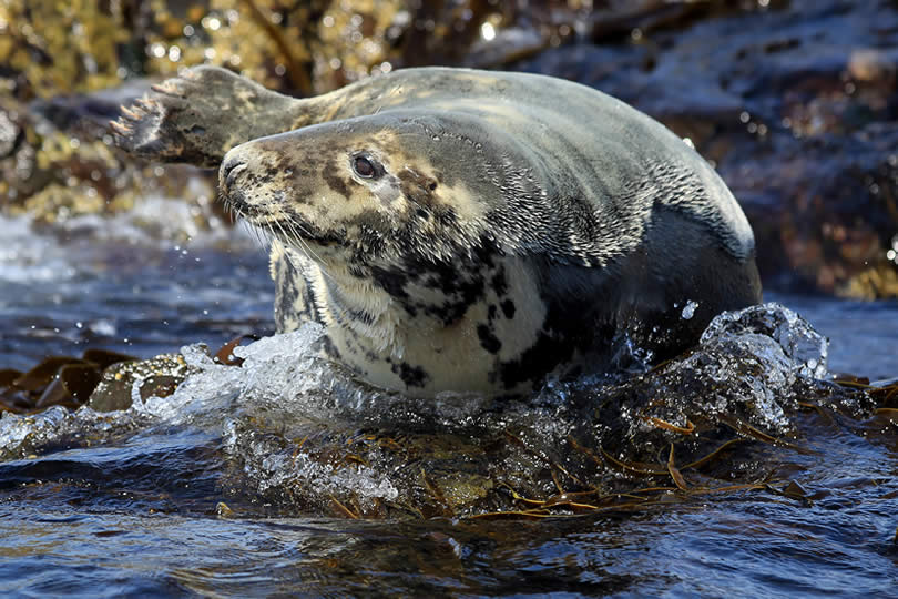 Seal on the British coast