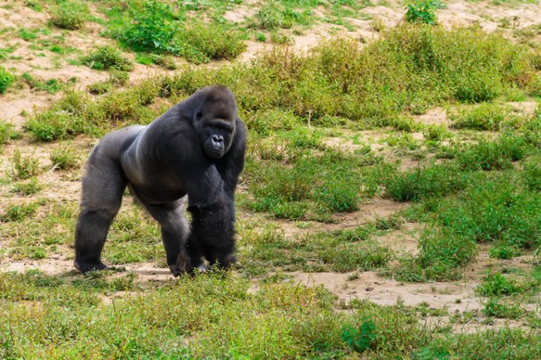 10 Most Popular Zoos in UK by number of visitors