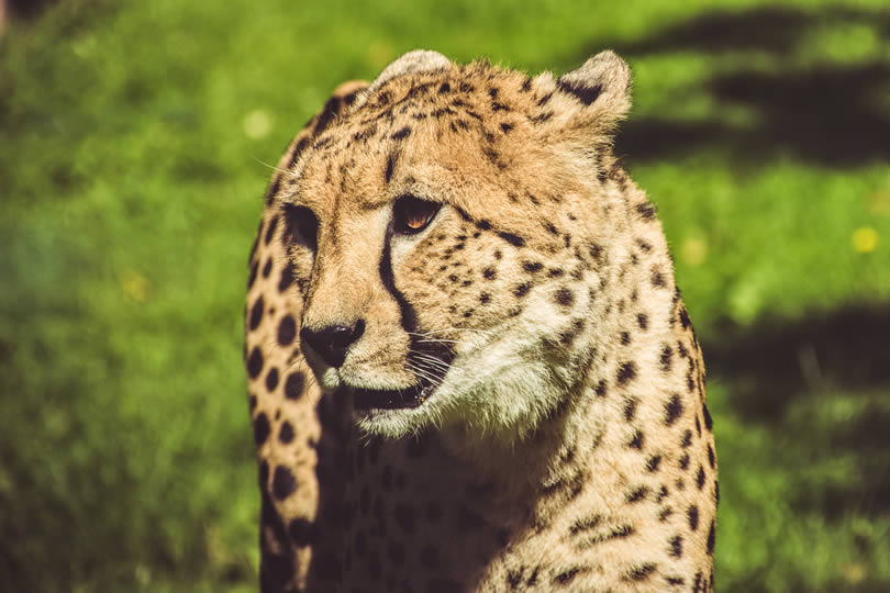 Cheetah in Zoo