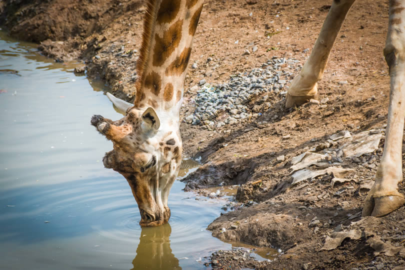 Giraffe drinking at water pool