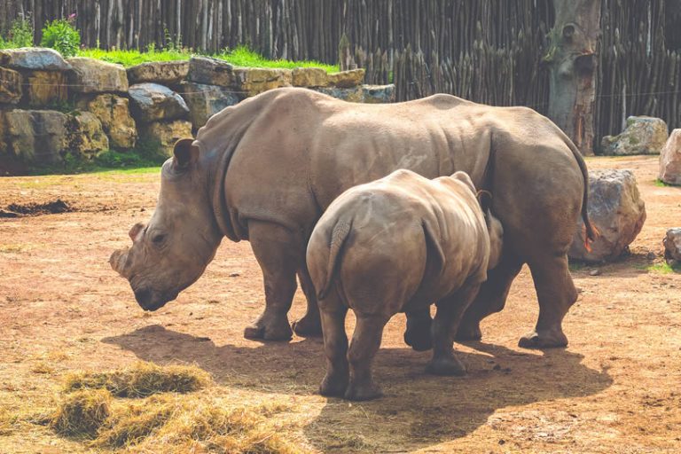 10 Most Popular Zoos in UK by number of visitors