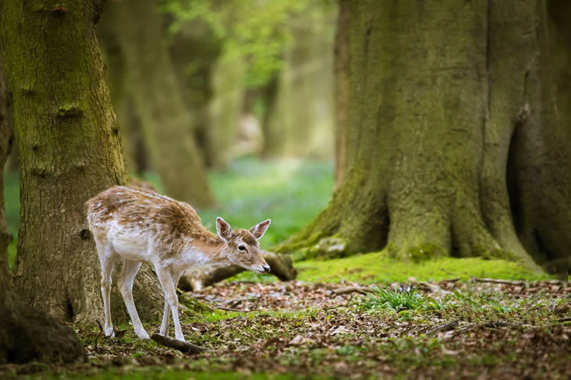 Fallow deer in Forest