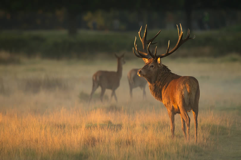 Richmond Park and forest red deer