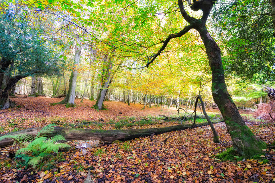 New Forest in Autumn