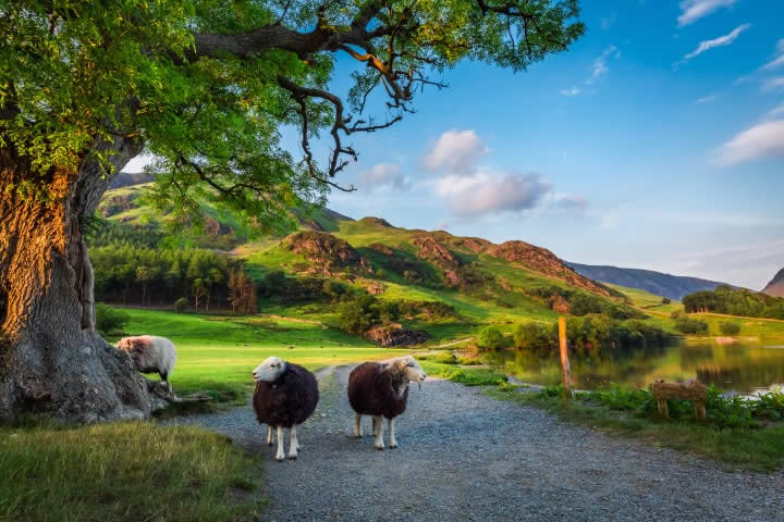 Sheeps in Lake District near Grasmere